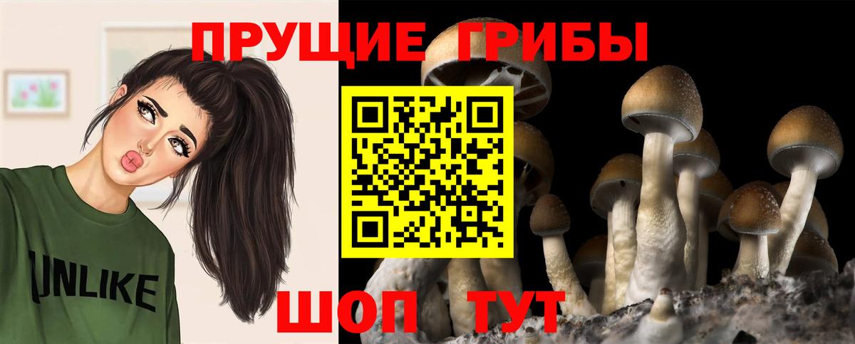 Псилоцибиновые грибы Psilocybe Донской